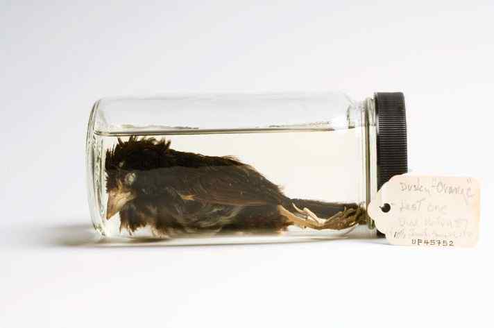 海滨灰雀 Dusky Seaside Sparrow 被农药灭绝