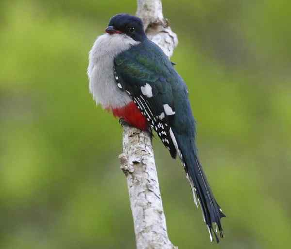 古巴国鸟——古巴咬鹃 Cuban Trogon
