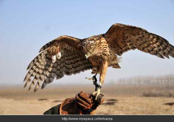朝鲜的国鸟——苍鹰
