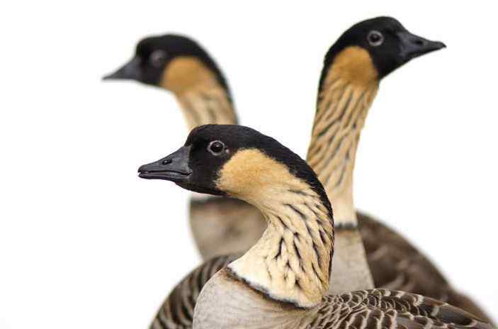 夏威夷的州鸟——夏威夷雁 Hawaiian Goose