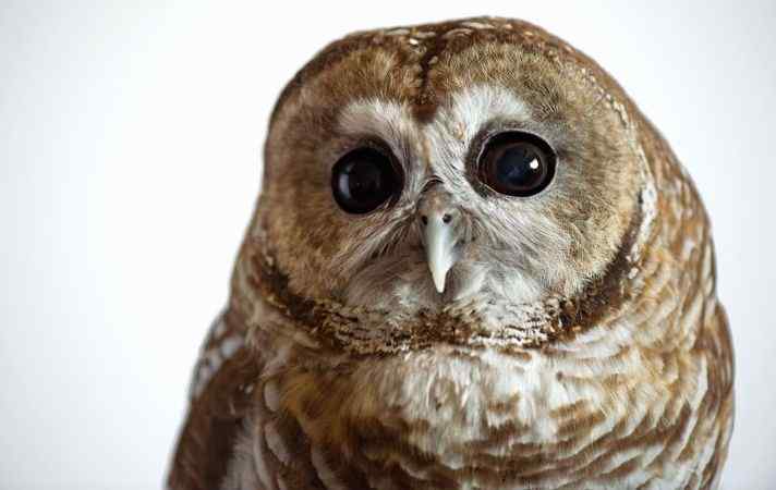 墨西哥斑点猫头鹰 Spotted Owl