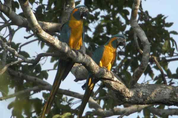 世界上最稀有的几种野生鹦鹉