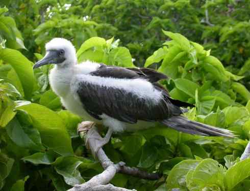 中国的热带海鸟——红脚鲣鸟