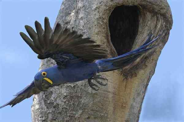 世界上最稀有的几种野生鹦鹉