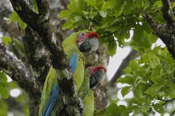 世界上最稀有的几种野生鹦鹉