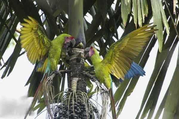 世界上最稀有的几种野生鹦鹉