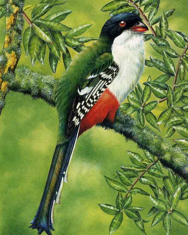 古巴国鸟——古巴咬鹃 Cuban Trogon