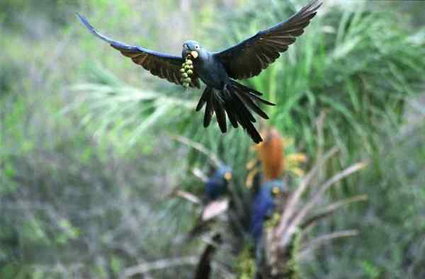 世界上最稀有的几种野生鹦鹉