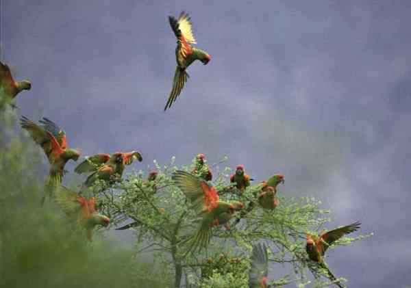 世界上最稀有的几种野生鹦鹉