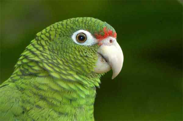 世界上最稀有的几种野生鹦鹉