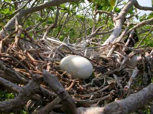 中国的热带海鸟——红脚鲣鸟 中国的热带海鸟——红脚鲣鸟