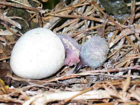 中国的热带海鸟——红脚鲣鸟 中国的热带海鸟——红脚鲣鸟