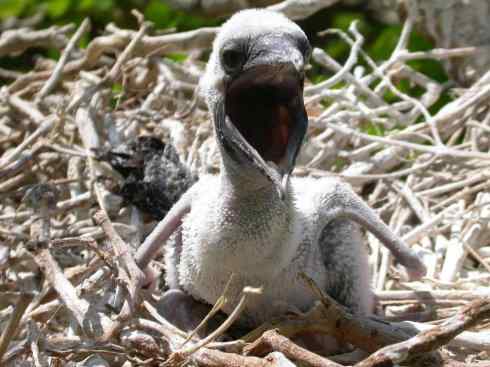 中国的热带海鸟——红脚鲣鸟 中国的热带海鸟——红脚鲣鸟