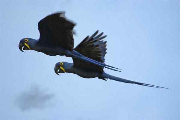 世界上最稀有的几种野生鹦鹉