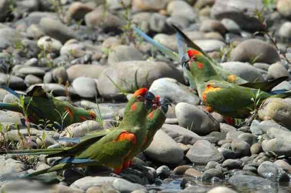 世界上最稀有的几种野生鹦鹉