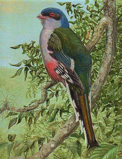 古巴国鸟——古巴咬鹃 Cuban Trogon