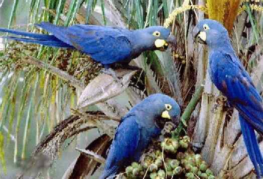 世界上最稀有的几种野生鹦鹉