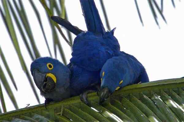 世界上最稀有的几种野生鹦鹉