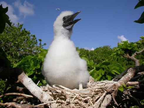 中国的热带海鸟——红脚鲣鸟 中国的热带海鸟——红脚鲣鸟