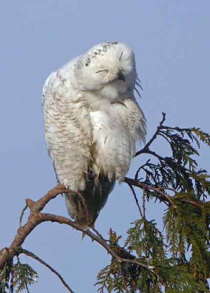 超级喜感的猫头鹰(20p)