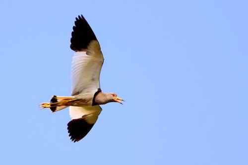 飞翔的灰头麦鸡