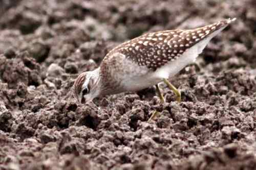 武汉观鸟——林鹬 武汉观鸟——林鹬