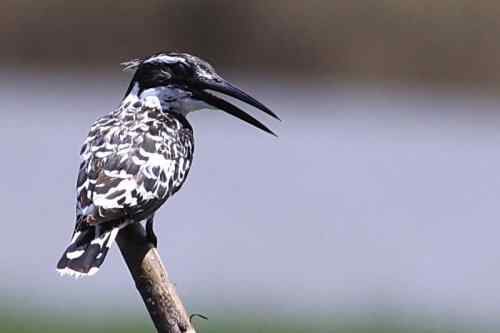 武汉鸟人爱上斑鱼狗