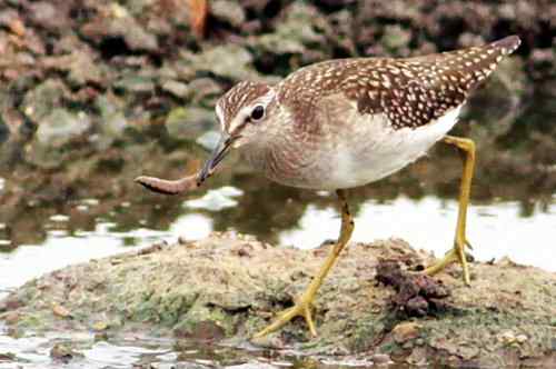 武汉观鸟——林鹬 武汉观鸟——林鹬