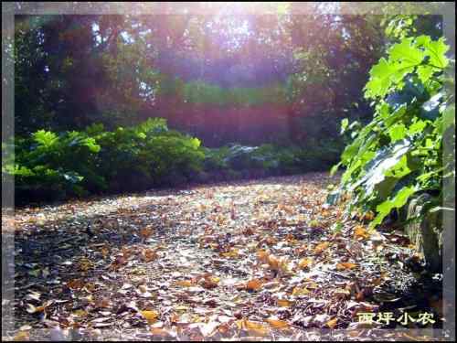 鸟路风景 黑喉石鵖