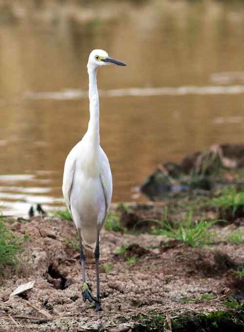 鹭舞九天 鹭舞九天