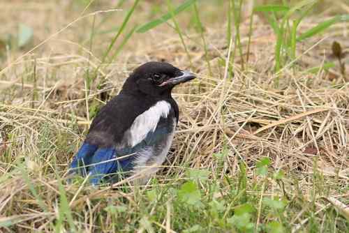 可怜的喜鹊宝宝