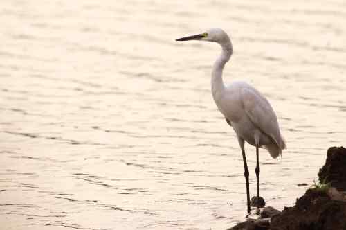 鹭舞九天 鹭舞九天