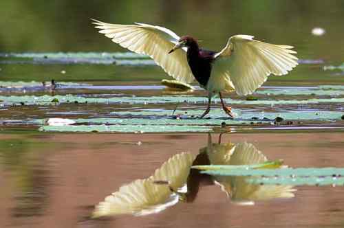 池鹭不太怕人 池鹭不太怕人