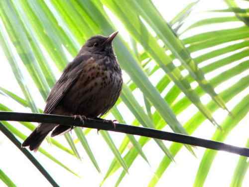 乌灰鸫的一家 武汉