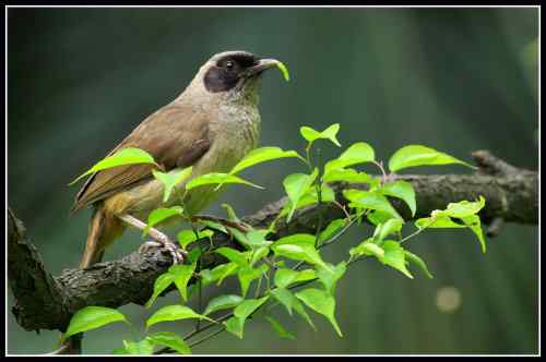黑脸噪鹛的午餐 大青虫