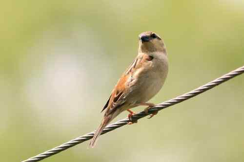 山麻雀对比树麻雀