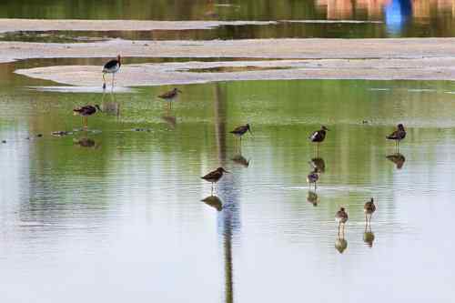 湖北湿地的红脚鹬 就一只 湖北湿地的红脚鹬 就一只