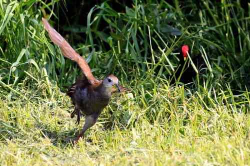 红脚苦恶鸟：感谢新疆鸟类摄影师穗穗红！