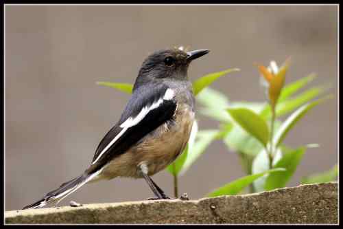鹊鸲起篓子 武汉