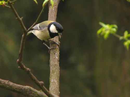 吃虫子的大山雀