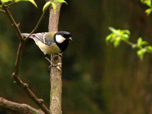 吃虫子的大山雀