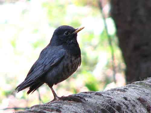 乌灰鸫的一家 武汉