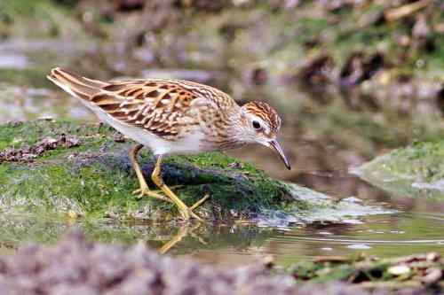 谭湖附近再拍长趾滨鹬 谭湖附近再拍长趾滨鹬