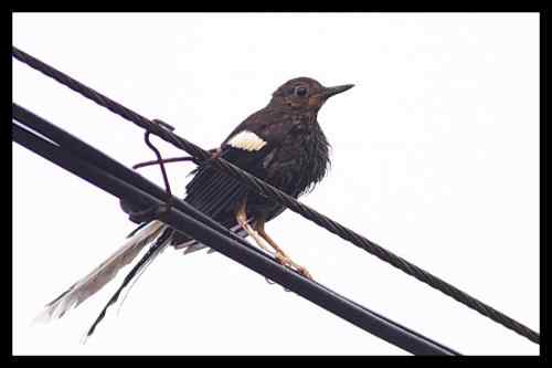 白冠燕尾 对水质要求高