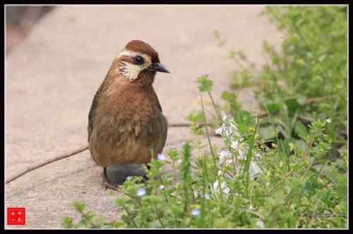 胆大的白颊噪鹛 武汉