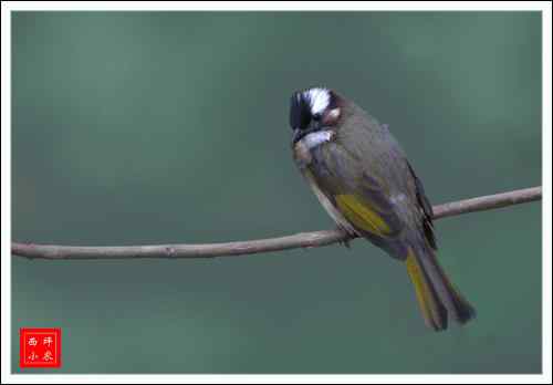 白头富贵 白头翁 白头富贵 白头翁