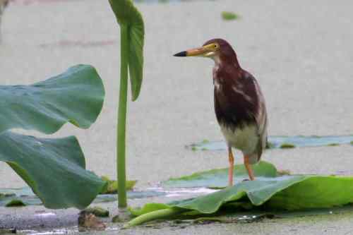池鹭不太怕人 池鹭不太怕人