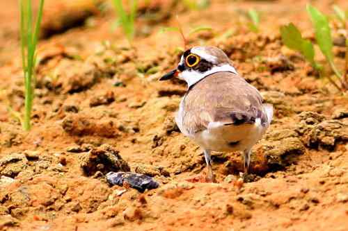 金眶鸻和长嘴剑鸻 很好区分