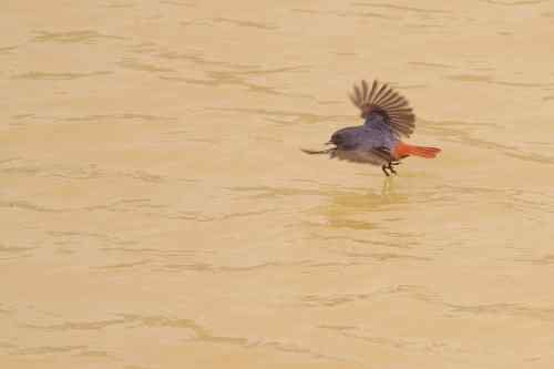 家乡的鸟——红尾水鸲