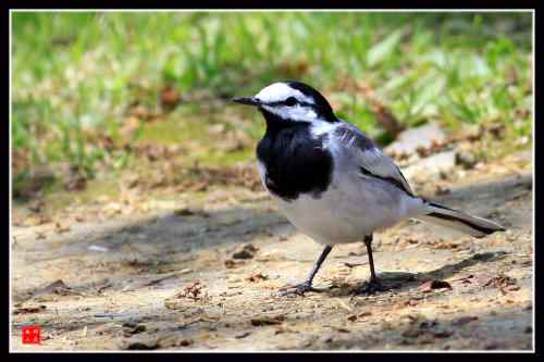 白面书生 白鹡鸰 武汉东湖